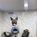 잠실애견카페도그마루