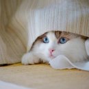 구미TOP동물의료센터 이미지