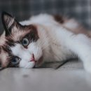 목욕하는 고양이 이미지