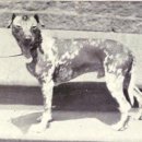 도그헤어 이미지