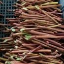 불루베리 삽목법 이미지