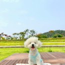 바니펫 | 강아지 여름 쿨매트 추천 - 바니펫스토어 반짝 인견커버+쿨젤매트 세트