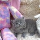 멍멍앤쿡 이미지