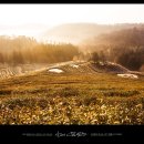 모다다원 이미지