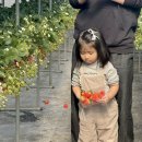 삼아농장 | 양평 딸기 체험 41개월 아이와 겨울 실내활동 추천농장 정보