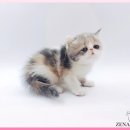 고양이 분양 제나캣 울산점 이미지