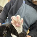 고미발톱 이미지