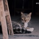 뷰티펫동물병원