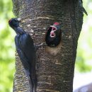 유명산둥지 이미지