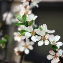 앵두식당 이미지