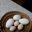 근이농원