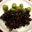 머루다래 이미지