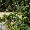 담장예쁜집 이미지