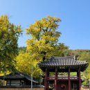 향교 | 은행나무가 절정을 이룬 함안향교 여행 후기