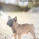 에이스 켄넬 이미지