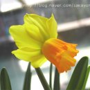 고요한꽃뜰 이미지