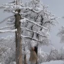강릉 숙소 펜션 신축 복층 독채풀빌라 도도하우스