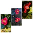 남파랑길29~30코스(충렬사주차장~무전동해변공원~워시킹통영점까지)를 걷다 이미지