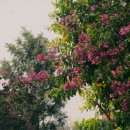 (주)둘리정보통신 | 삭센다 다이어트 후기 2주 사용 후 변화와 효과, 성공 다이어리