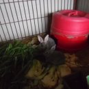 솔비 농장 이미지