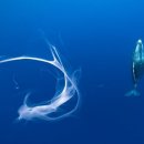 고래세상 이미지