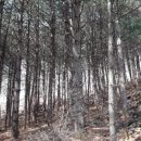 다래와 잣나무 이미지