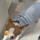 퇴계동 중앙하이츠빌1단지 경로당 | 춘천 퇴계동) 춘천미용실 디엔엠헤어, S펌, 열펌, 중간머리 후기