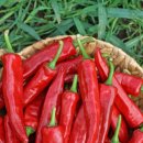 솔숲농원 이미지