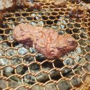 운동장화로구이 이미지