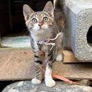 UR(화성시)-[3.1만세로771번길]-하-1 | (내돈내산) 화성의 맛집 한우정육식당 한보 가든 가보자요!