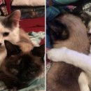 미모고양이 이미지