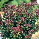 수입종 바위남천 leucothoe axillaris curly red(레우코토에 악실라리스) 이미지