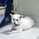 방치견 돌봐주는 달글 4차🐕🐕🐕🐕 이미지