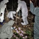 사체농장 이미지