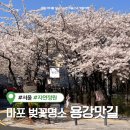 용강1길 | 마포 벚꽃 명소 포장마차 거리 용강맛길 서울 벚꽃 숨은 명소