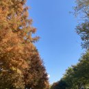 올치동물병원 | 몽실이 병원가기 미션 클리어....՞•･•՞🐾(담양관방제림,담양나들이)