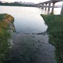 동막농장 이미지