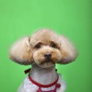 멍멍펫스토어 이미지