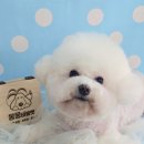 몽몽바블펫# 이미지