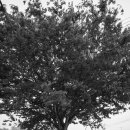 부영김밥 이미지