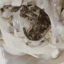 하림통닭 이미지