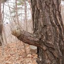 상동길 Daum카페