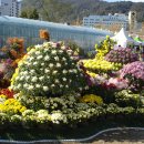 가고파 국화축제(셋) 이미지