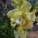 백합세탁소 이미지