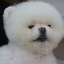 강아지 마법사 골드맘 네이버블로그