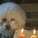 멍뭉냠 | 강아지 생일이벤트 , 강아지케이크 ,강아지수제간식 [멍뭉냠 추천]