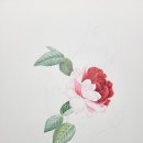 아름다운 꽃 그림 보타니컬아트 이미지