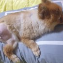 예서 동물병원 이미지