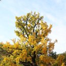 임고서원의 은행나무 이미지