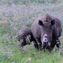 코뿔소 이미지